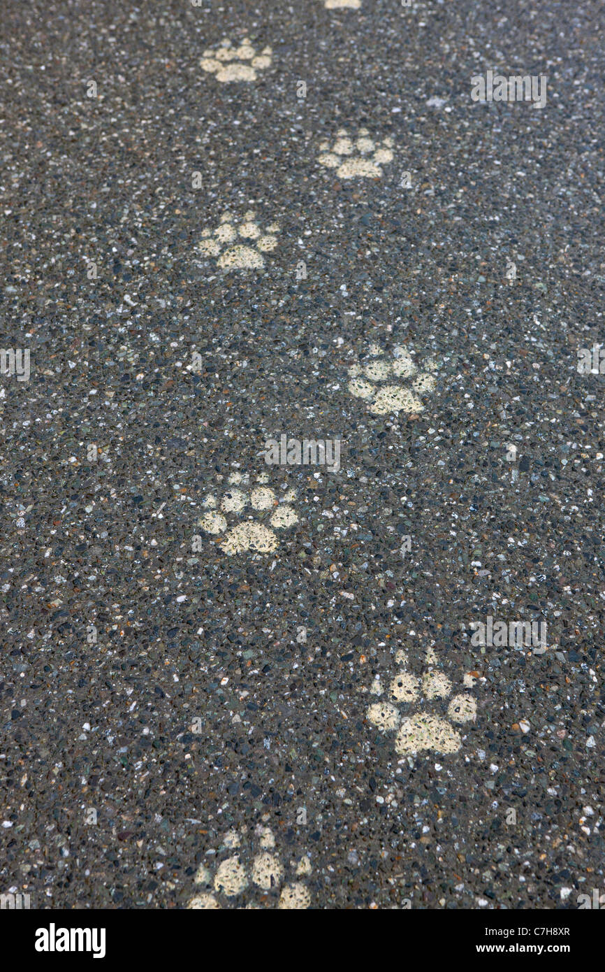 Paw stampe sul marciapiede accanto all'inizio dell'Iditarod dogsled race, 4° Avenue, Anchorage in Alaska,, Stati Uniti d'America Foto Stock