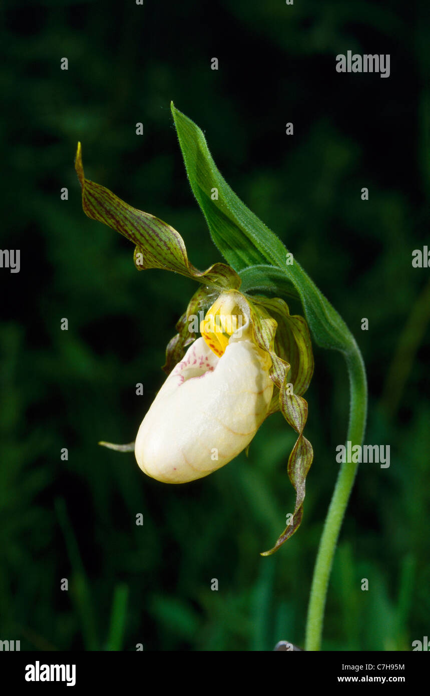 Piccolo WHITE LADY'S pantofole (CYPRIPEDIUM CANDIDUM) Foto Stock