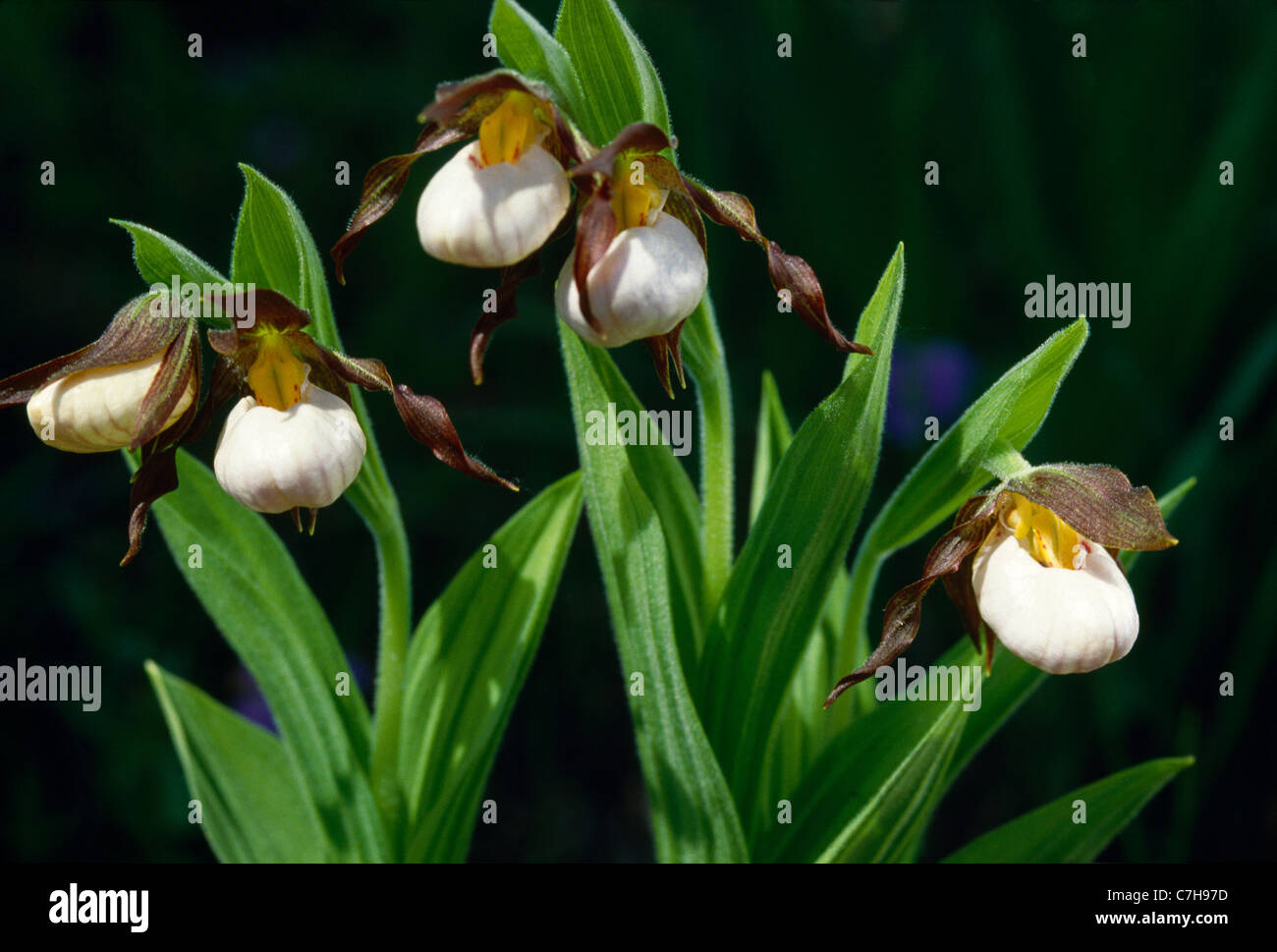 Piccolo WHITE LADY'S pantofole (CYPRIPEDIUM CANDIDUM) Foto Stock