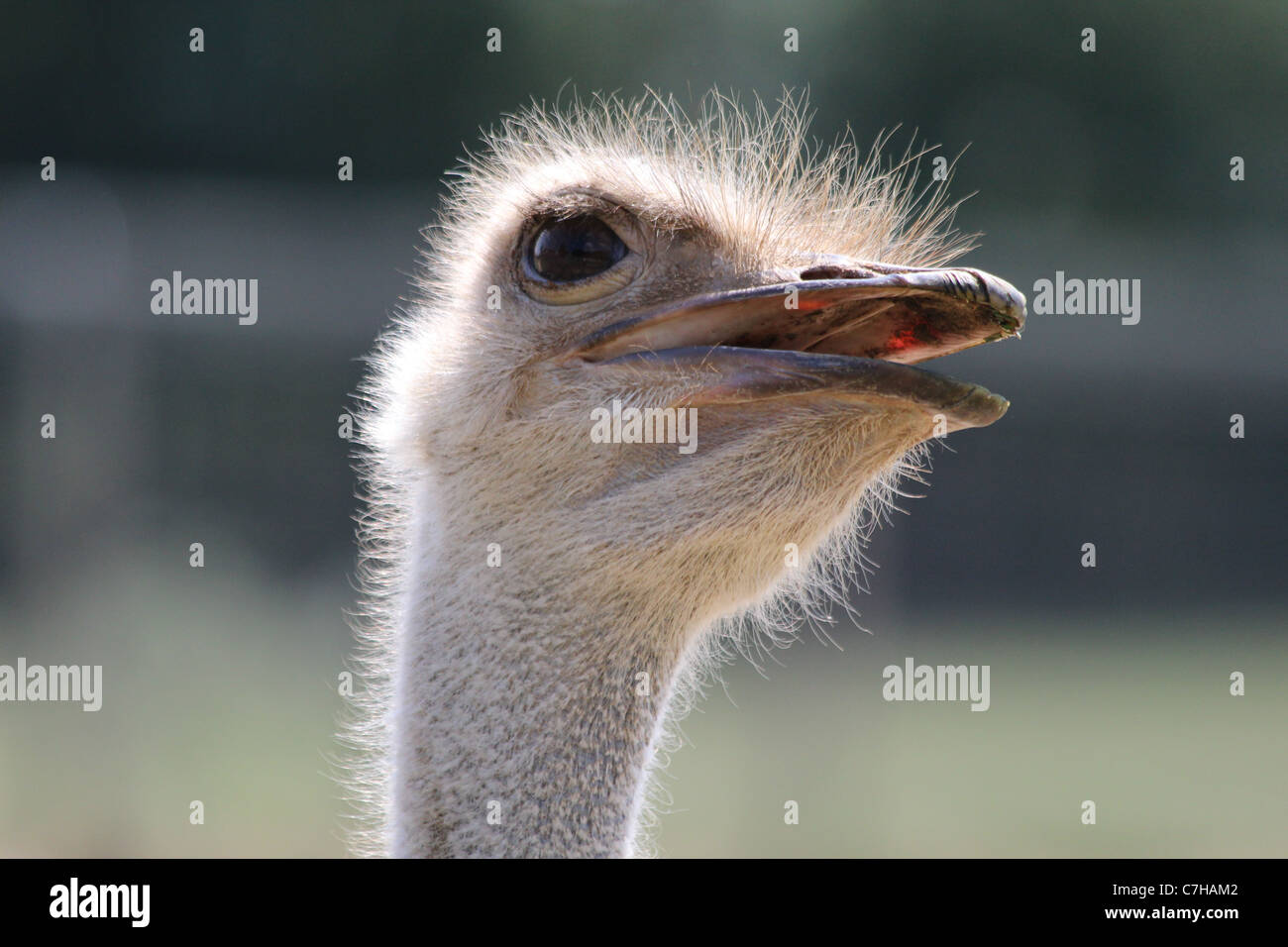 Un colpo alla testa di uno struzzo Foto Stock
