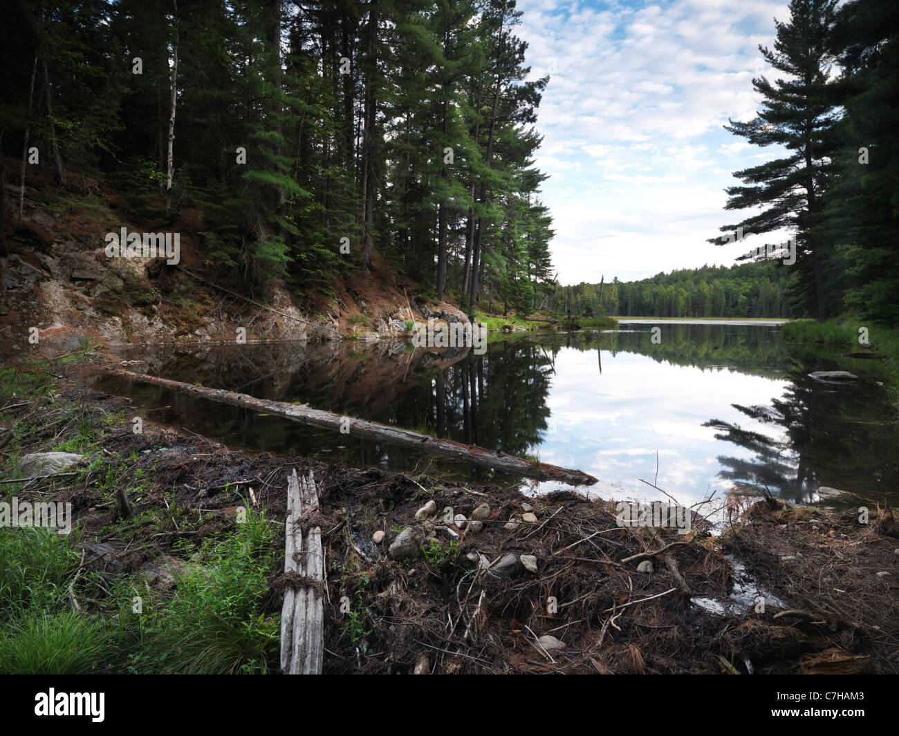 Fiume bloccato da un Beaver Dam. Algonquin Provincial Park, Ontario, Canada. Foto Stock