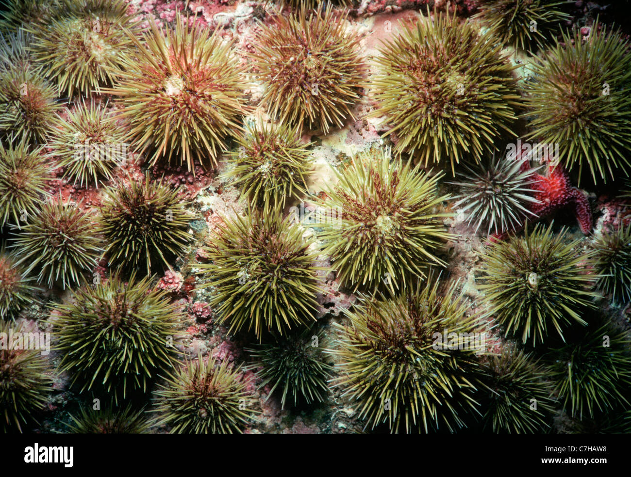 Green ricci di mare (stronglyocentrotus droebachiensis) lavaggio ed al pascolo. La Nuova Inghilterra (USA) - Oceano Atlantico settentrionale Foto Stock