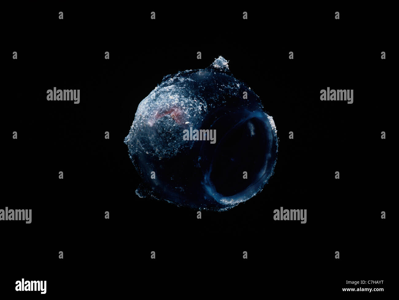 Lo zooplancton sospese nell'oceano. Egitto, Mar Rosso Foto Stock