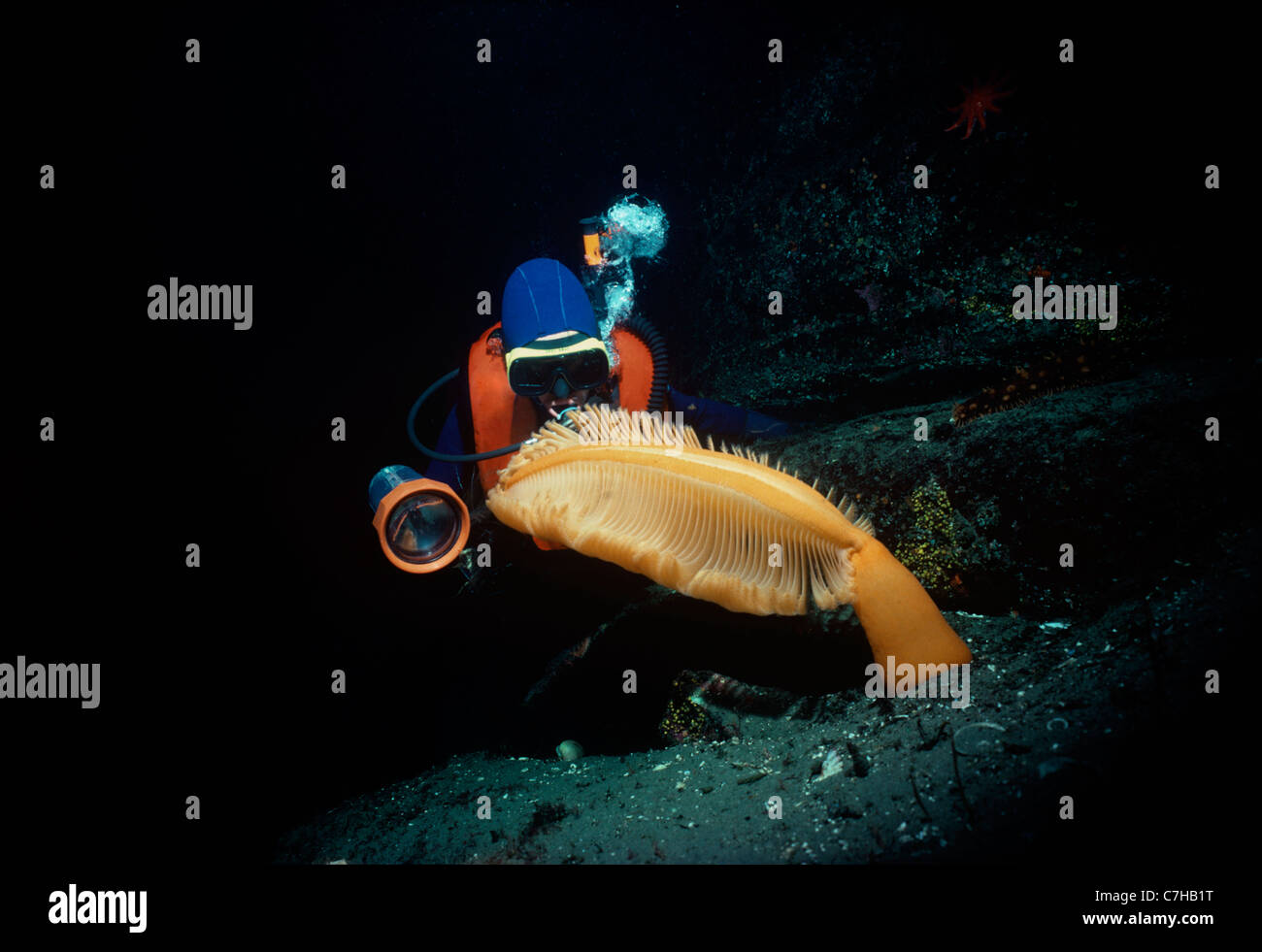 Sommozzatore esamina Gurney gigante nel mare della penna (Ptilosarcus gurneyi). Columbia Britannica (Canada) - Oceano Pacifico settentrionale Foto Stock