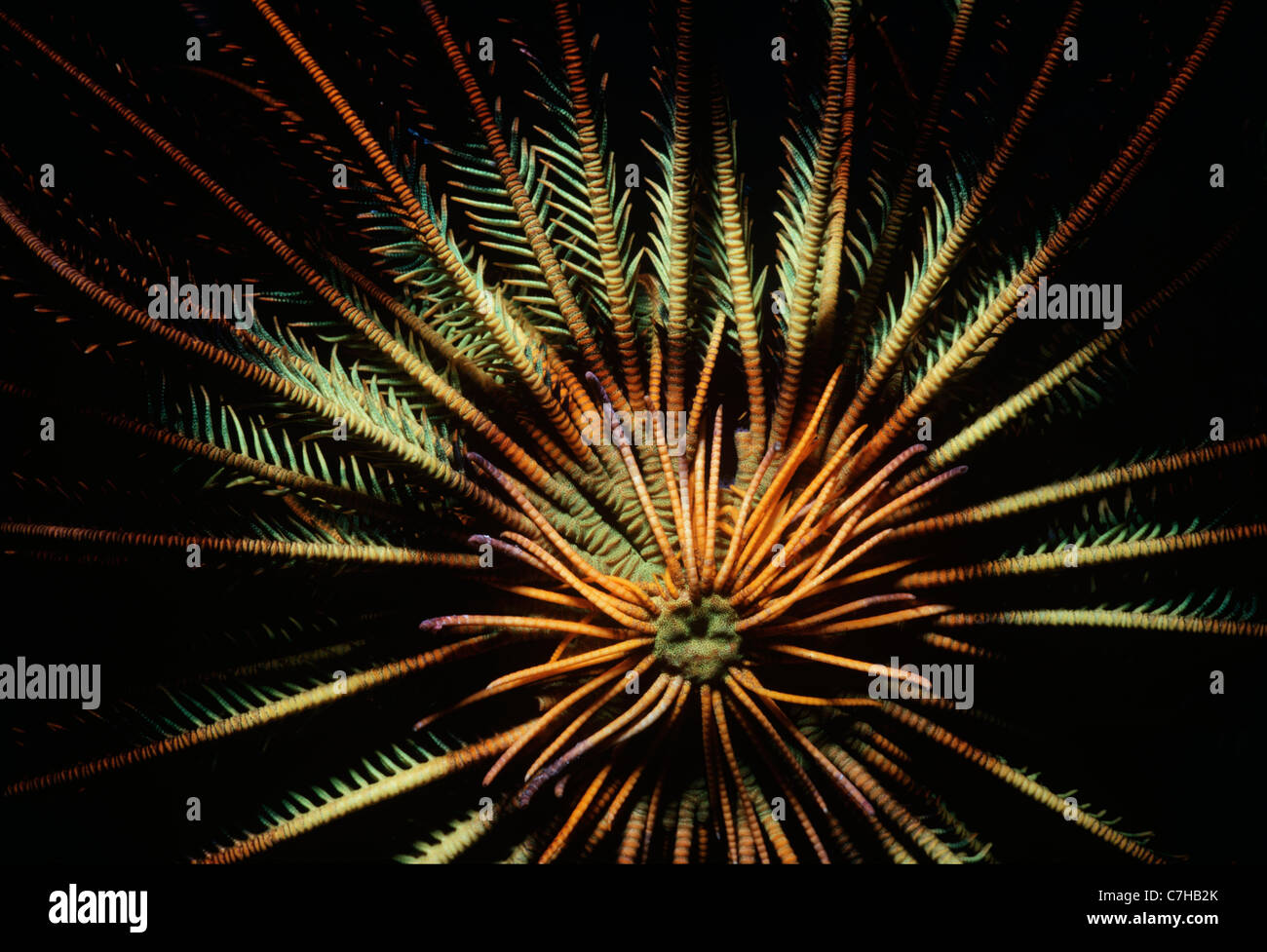 Base-attaccato bracci di Crinoide o giù a stella (Lamprometra klunzingeri) aperto e l'assorbimento di plancton di notte. Sipadan Island Foto Stock