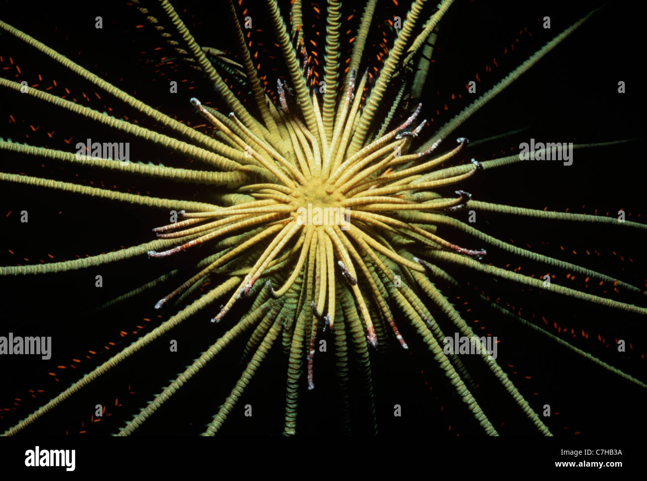 Base-attaccato bracci di Crinoide o giù a stella (Lamprometra klunzingeri) aperto e l'assorbimento di plancton di notte. Sipadan Island Foto Stock