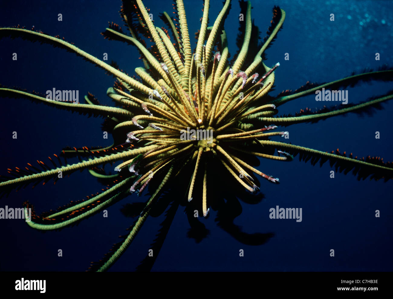 Base-attaccato bracci di Crinoide o giù a stella (Lamprometra klunzingeri) aperto e l'assorbimento di plancton di notte. Sipadan Island Foto Stock