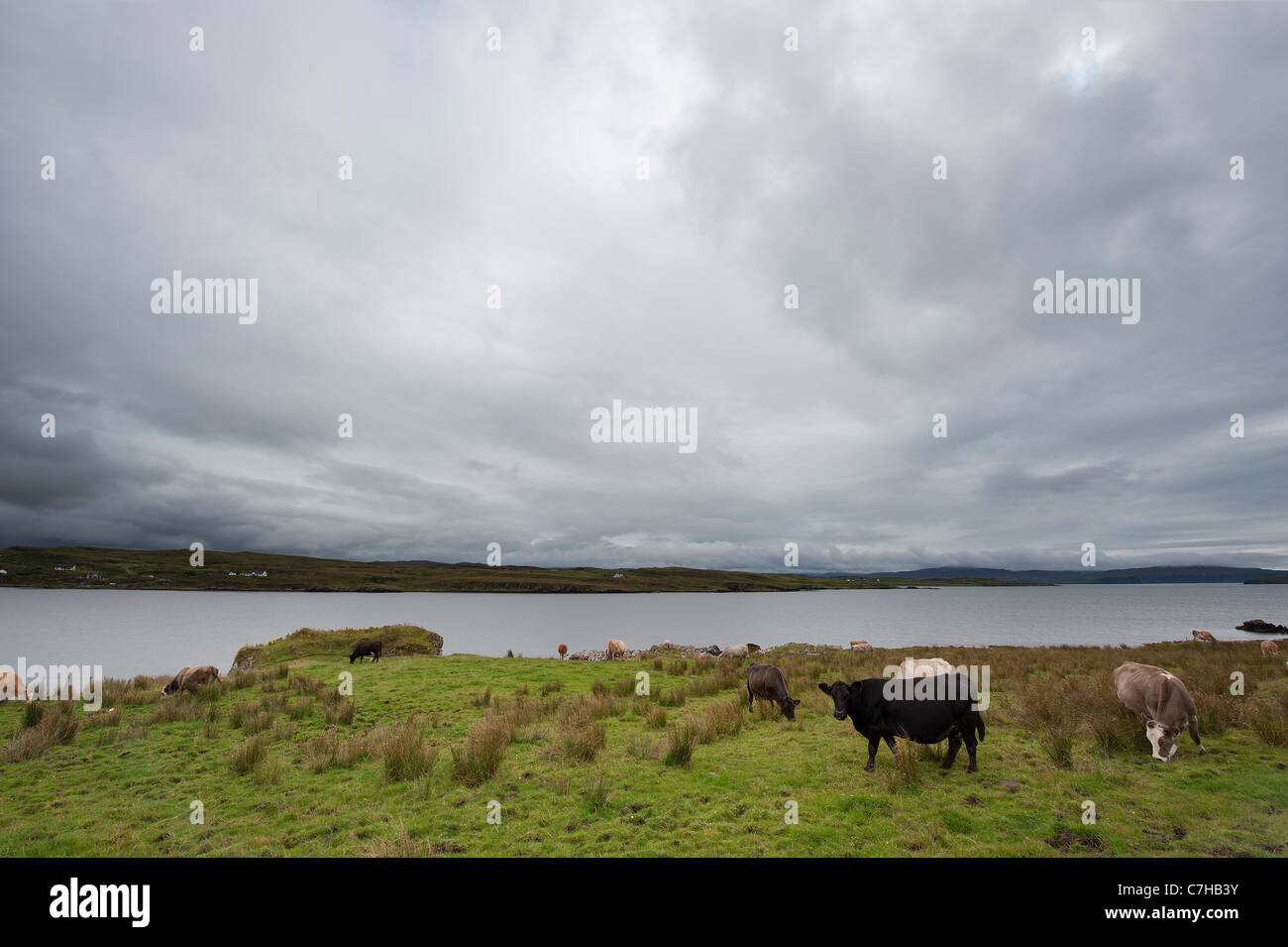 Il pascolo di bestiame nei pressi di Cape Wrath nel nord della Scozia Foto Stock