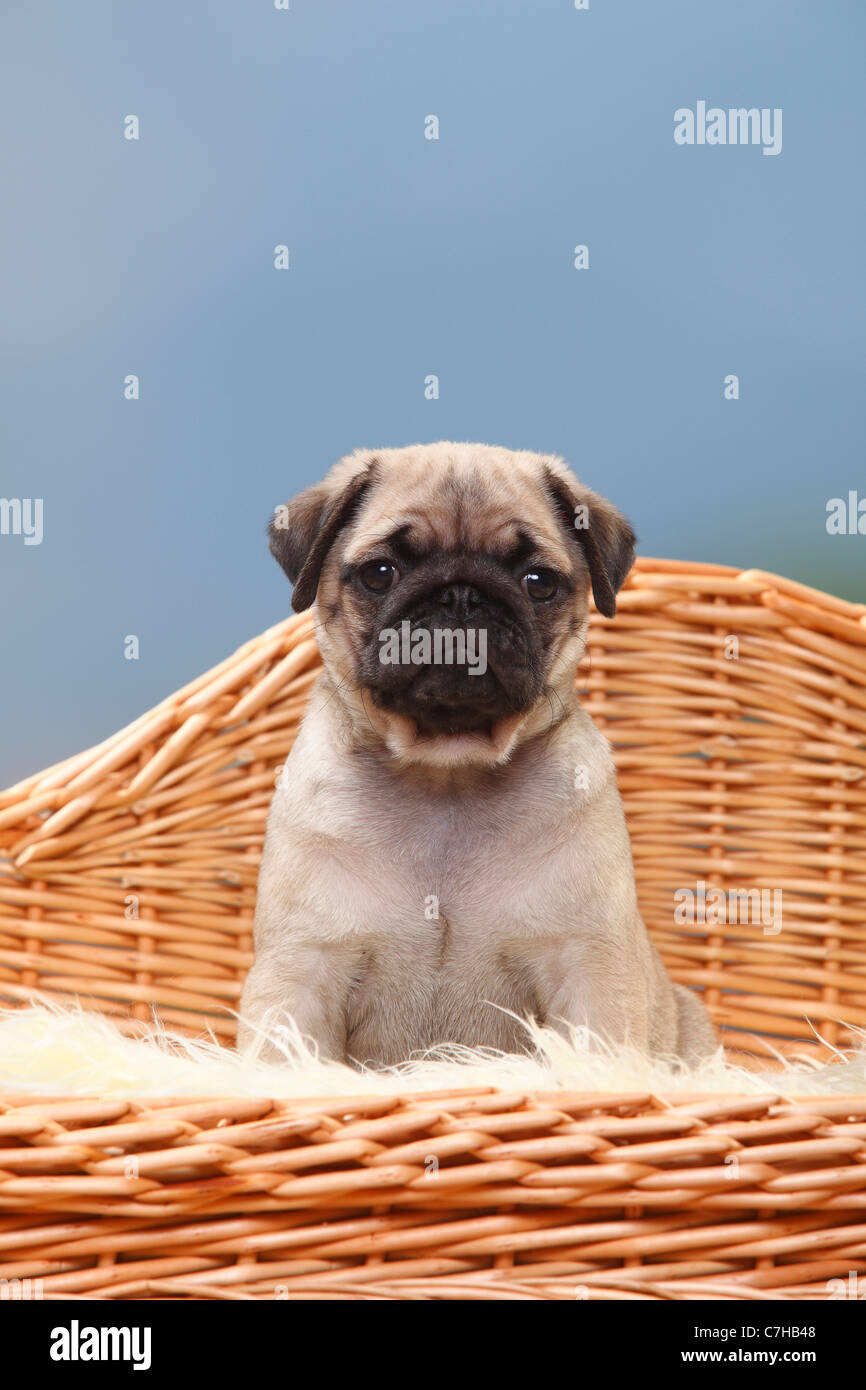 Pug, cucciolo, 8 settimane Foto Stock