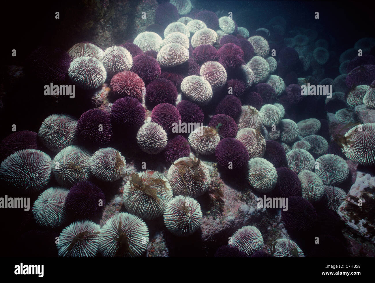 Colonia di ricci di mare (Echinus esculentus) pascolano e si nutrono di alghe. Ile d' Ouessant Brittany, Francia - Oceano Atlantico Foto Stock