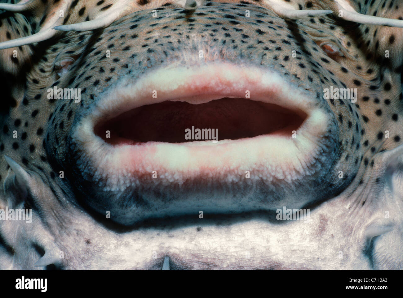 Bocca di un macchiato Porcupinefish (Diodon hystrix) riempito con acqua come un comportamento difensivo. Bahamas, Mar dei Caraibi Foto Stock