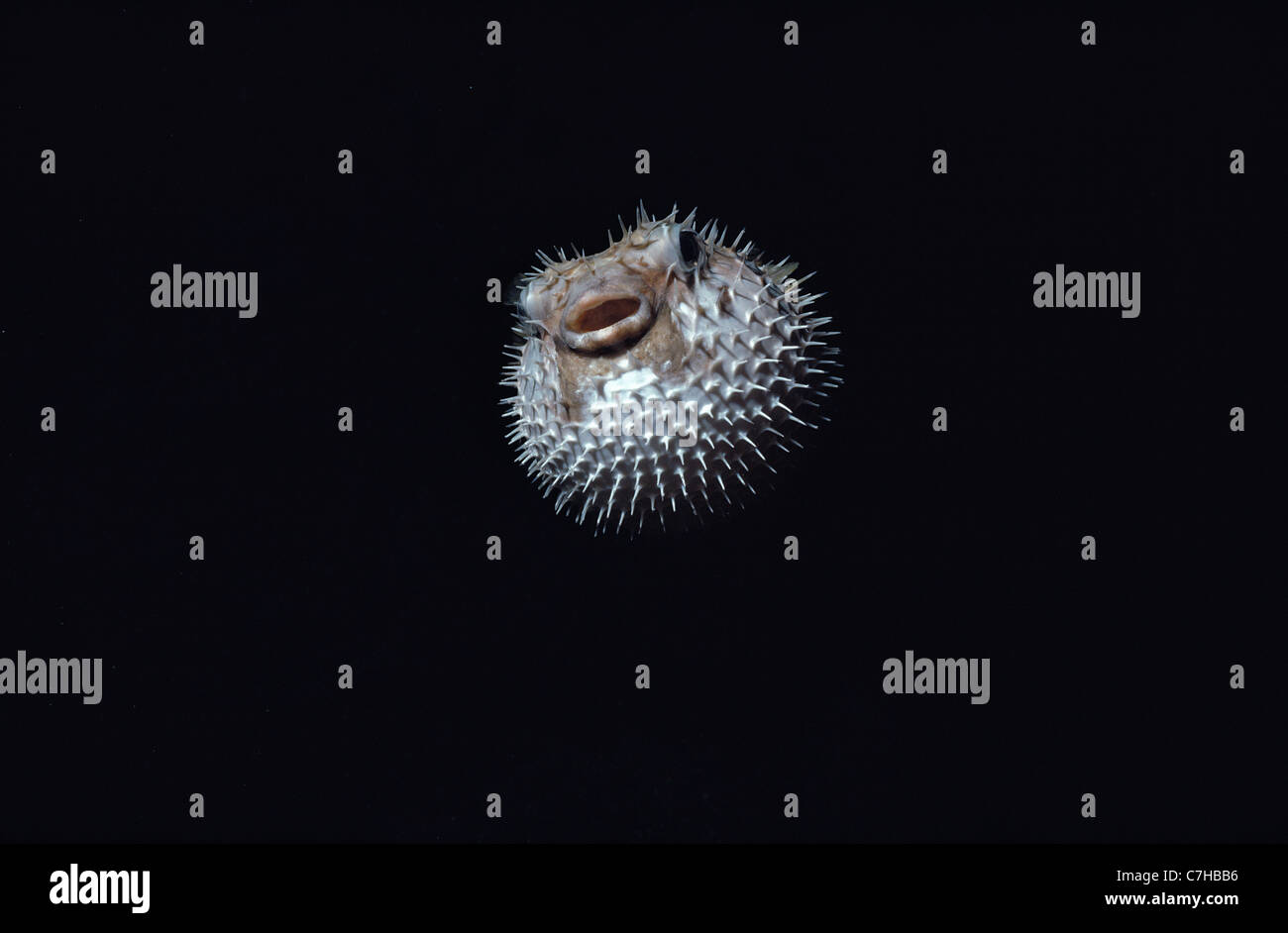 Spotted Pufferfish (Diodon liturosus) gonfiato con acqua a notte come un comportamento difensivo. Isole Palau, Stati Federati di Micronesia Foto Stock