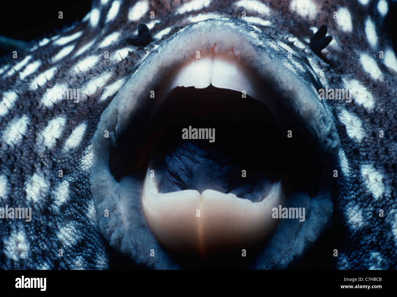 Le faraone Pufferfish (Arothron meleagris), Cocos Island, Costa Rica - Oceano Pacifico Foto Stock