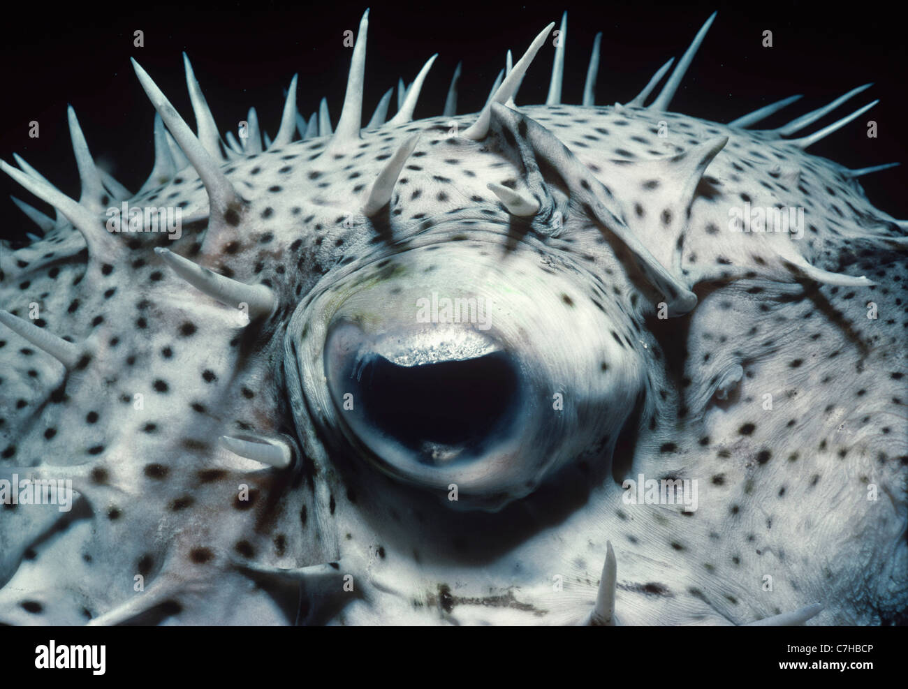 Occhio e spine sulla Spotted Porcupinefish (Diodon hystrix) riempito con acqua come un comportamento difensivo. Egitto, Mar Rosso Foto Stock