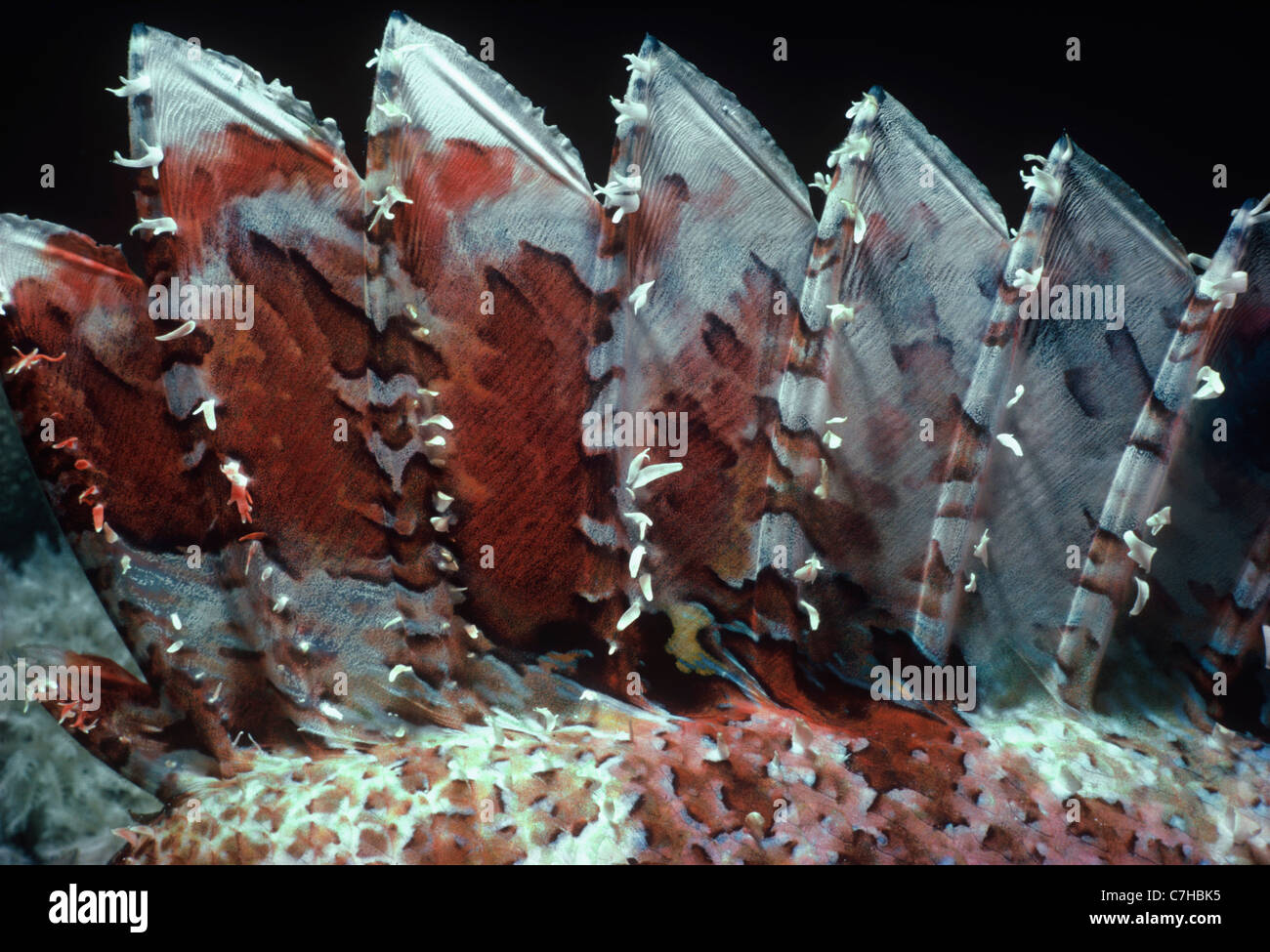 Velenoso spine dorsali di scorfani Tassled (Scorpaenopsis oxycephalus) - Mar Rosso, Egitto Foto Stock
