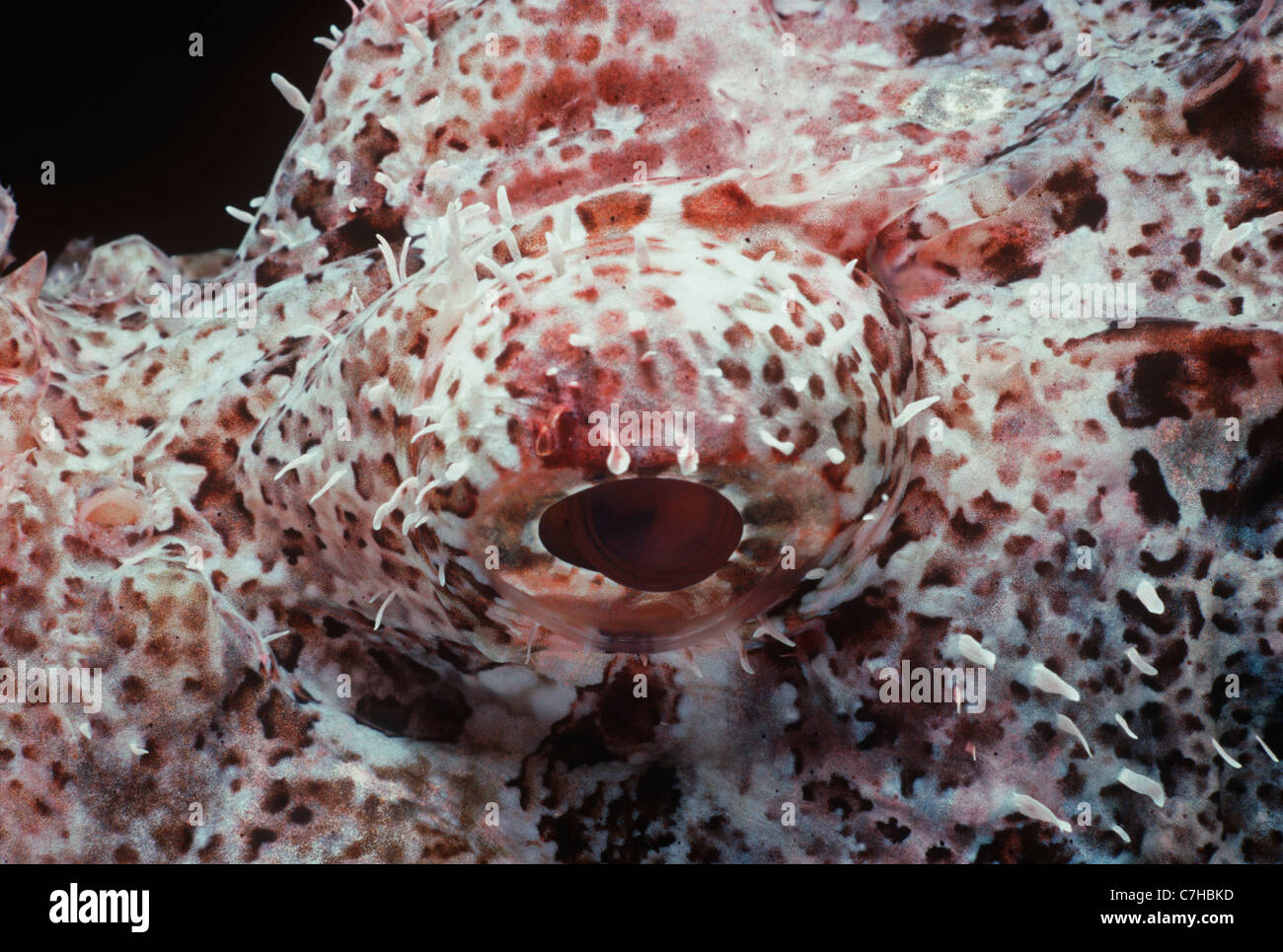 Occhio di un velenoso Tassled Scorfani (Scorpaneopsis oxcephalus). Egitto - Mar Rosso Foto Stock