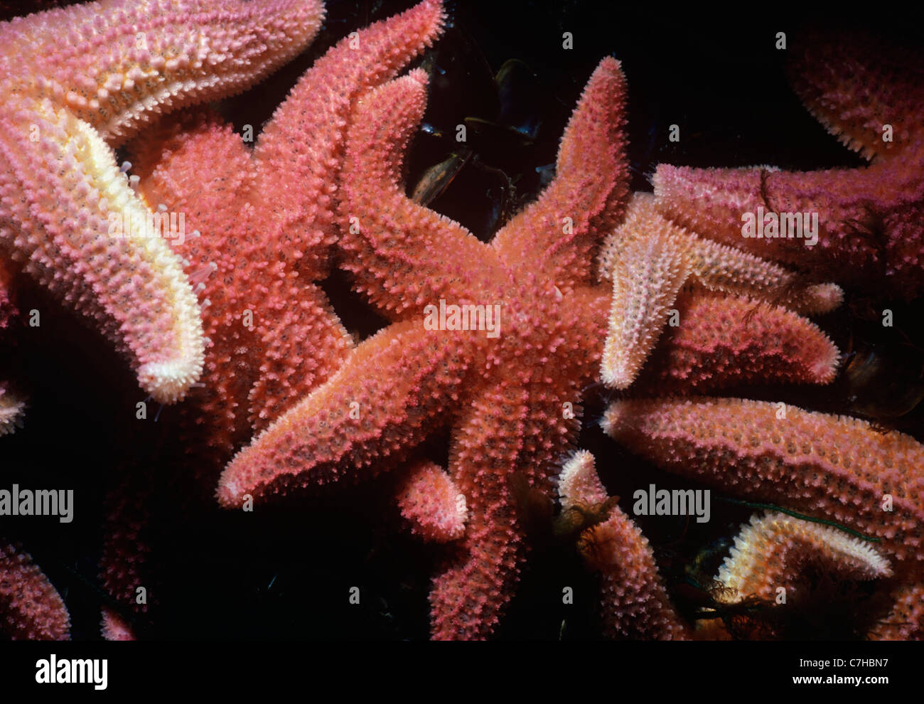 Mare del Nord Stelle (Asterias vulgaris) feed sul letto di cozze. Cathedral Rocks, Gloucester, Massachusetts, New England (USA) Foto Stock