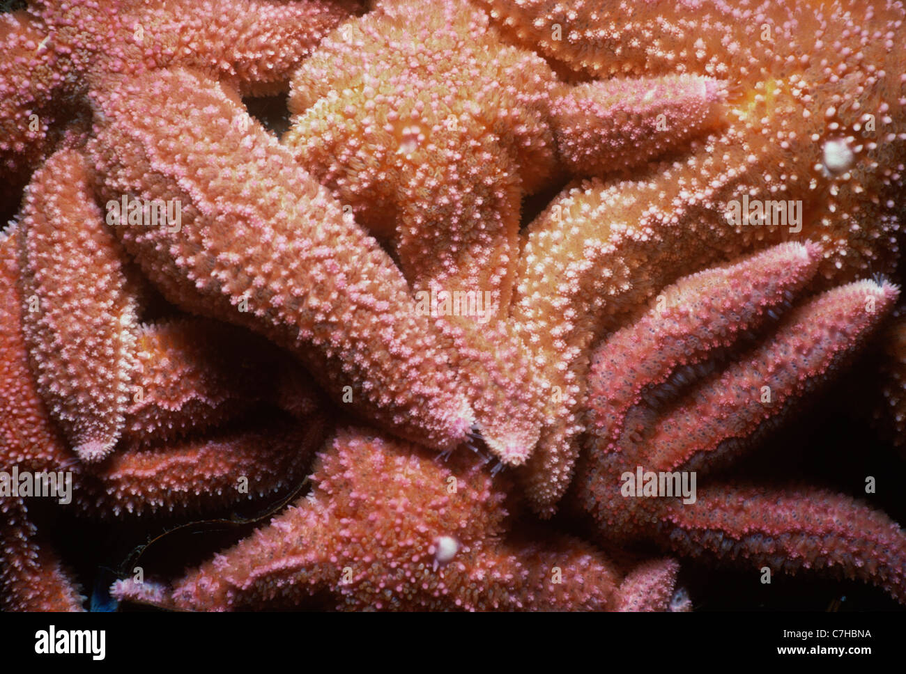 Mare del Nord Stelle (Asterias vulgaris) feed sul letto di cozze. Cathedral Rocks, Gloucester, Massachusetts, New England Foto Stock