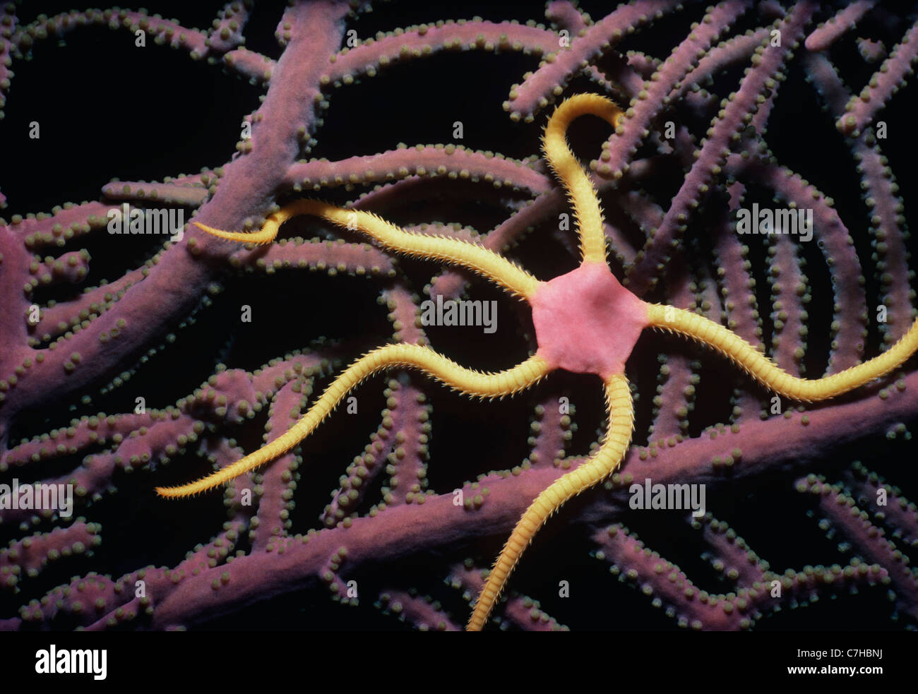 Vistosi fragili stelle (Ophioderma ensiferum) su coral di notte. Mar dei Caraibi Foto Stock