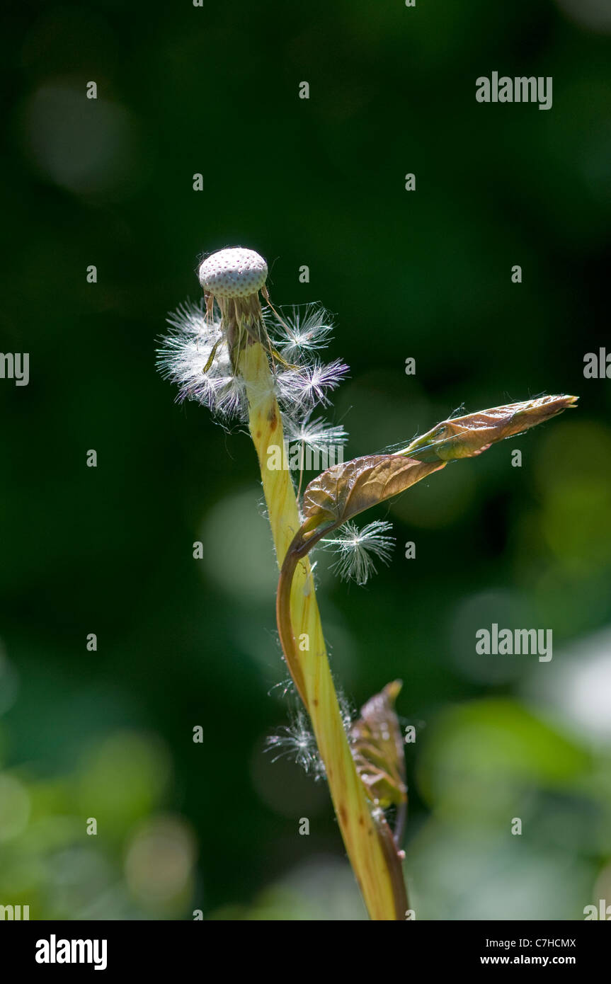 Hedge Centinodia (Calystegia sepium) salendo tarassaco stelo Foto Stock