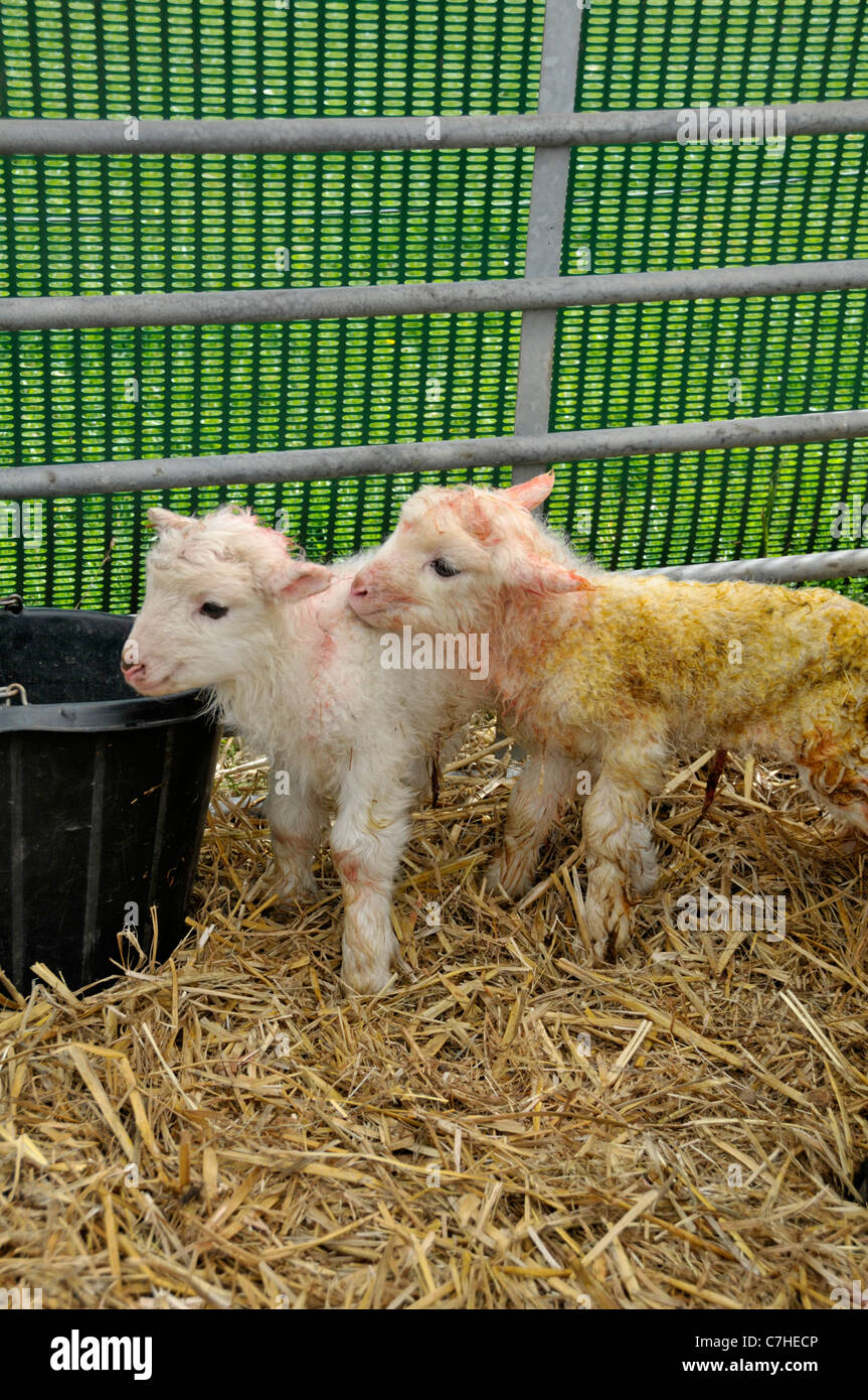 Pecore shetland: nuova data di nascita degli agnelli Foto Stock