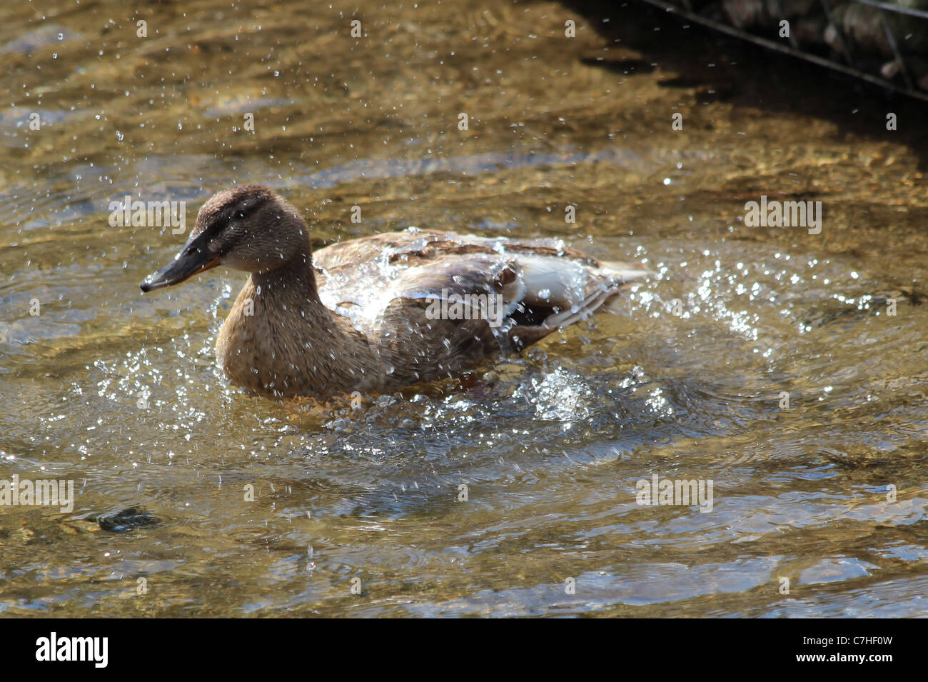 Mallard Duck di balneazione in un flusso Foto Stock