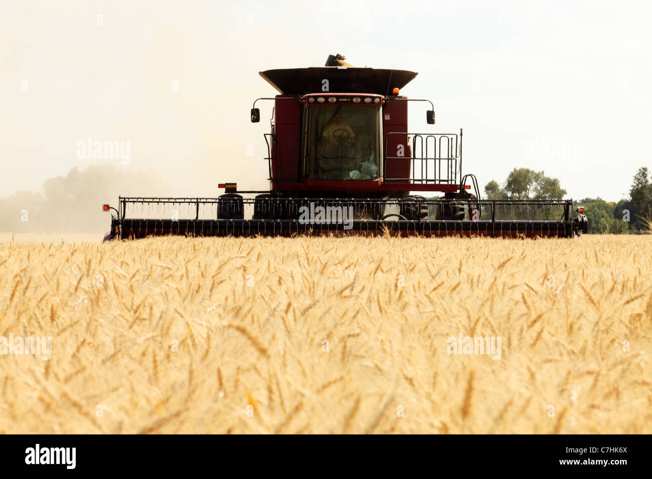 Raccolta del frumento Foto Stock