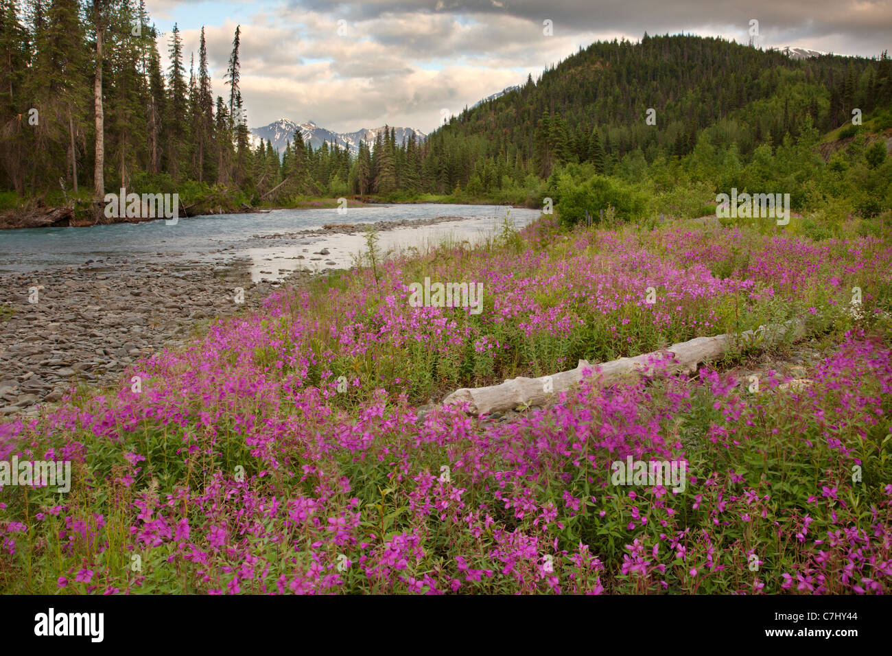 Fireweed lungo sei miglia Creek, Chugach National Forest, Alaska. Foto Stock