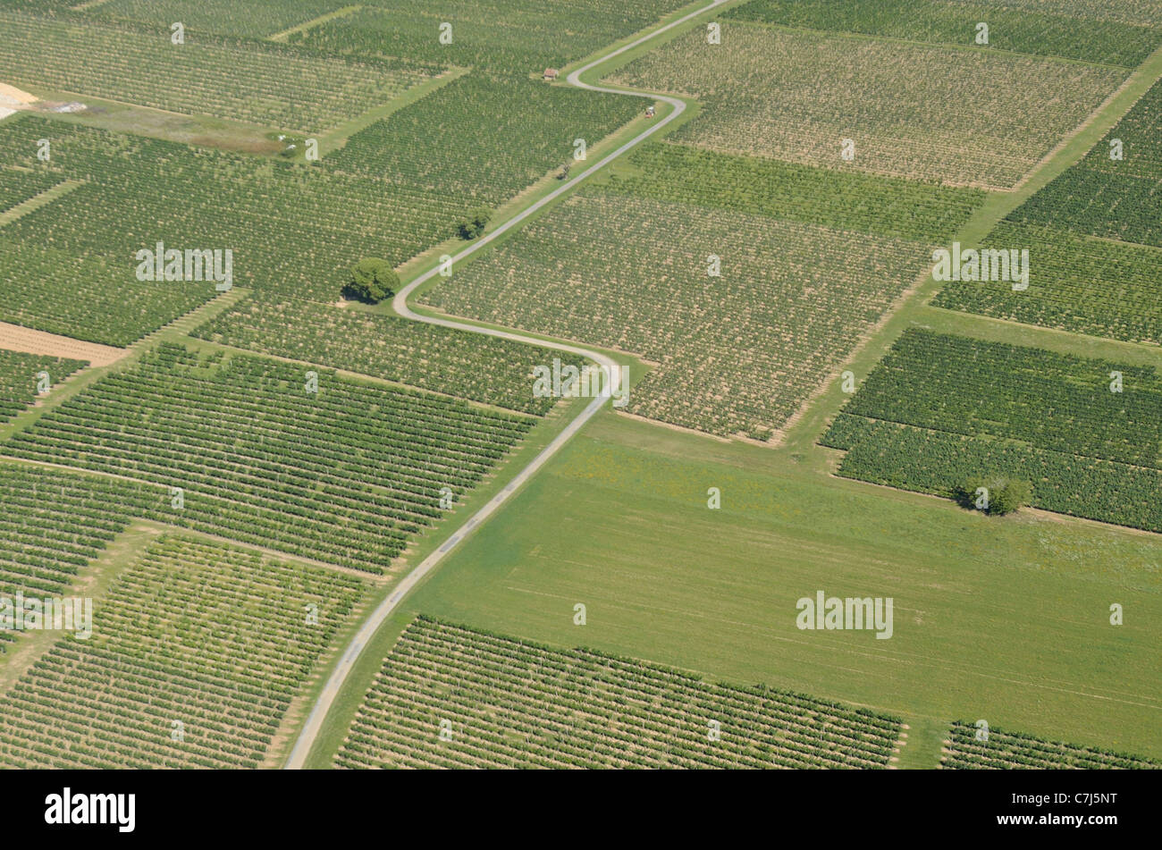 Antenna di VEWS vigneti al MIDI-PYRENEES REGIONE. Francia Foto Stock