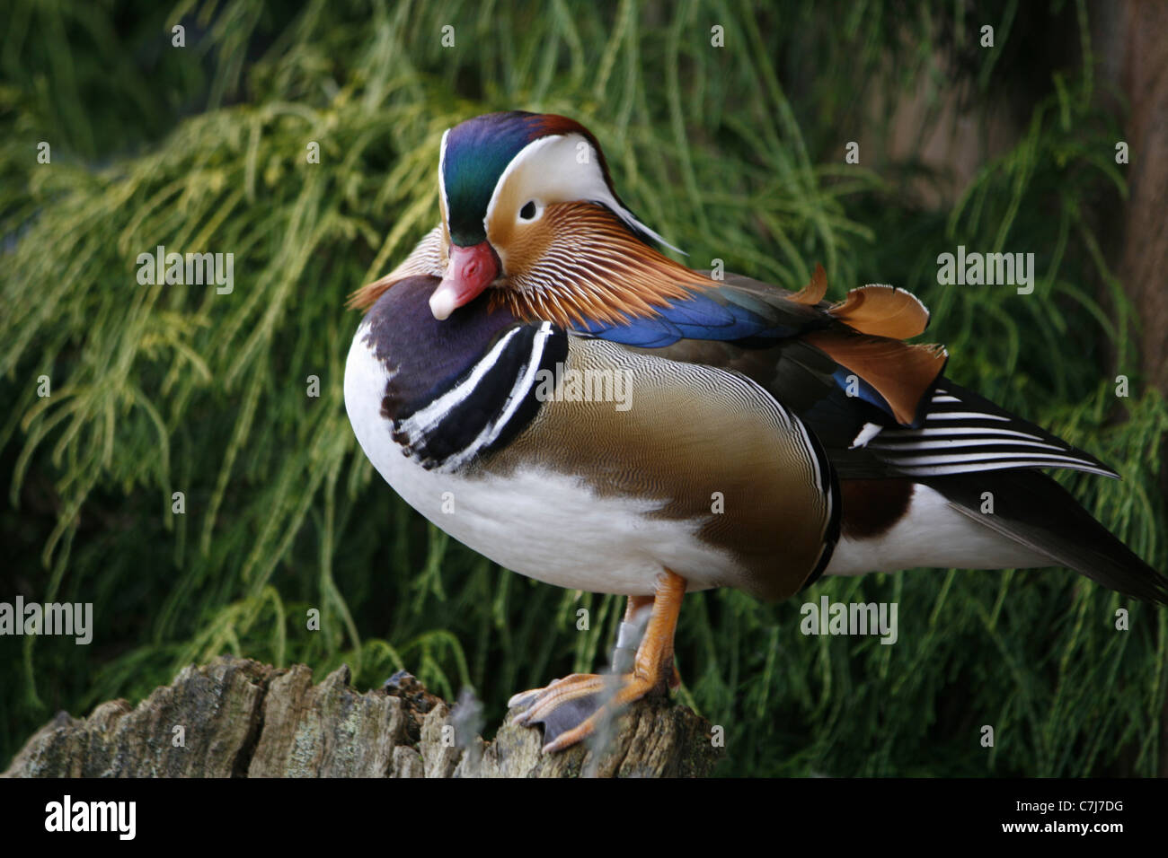 Maschi di Anatra di mandarino (Aix Sponsa) a Martin Mera la flora e la fauna delle zone umide Trust Reserve in Lancashire. Foto Stock