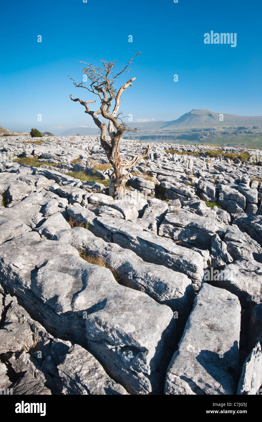 Pavimentazione di pietra calcarea e Lone Tree con Ingleborough nella distanza, Yorkshire Dales, England, Regno Unito Foto Stock