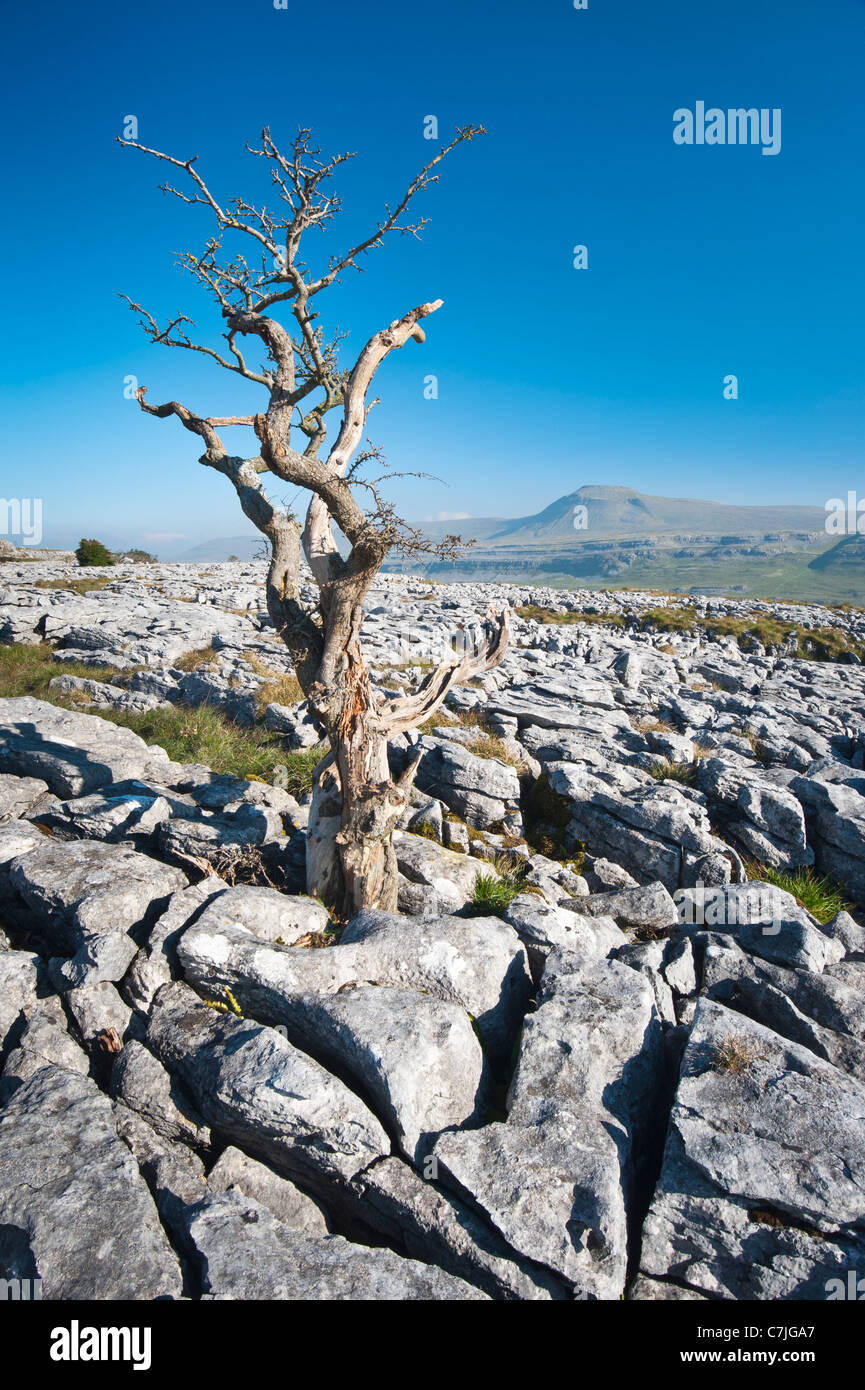 Pavimentazione di pietra calcarea e Lone Tree con Ingleborough nella distanza, Yorkshire Dales, England, Regno Unito Foto Stock