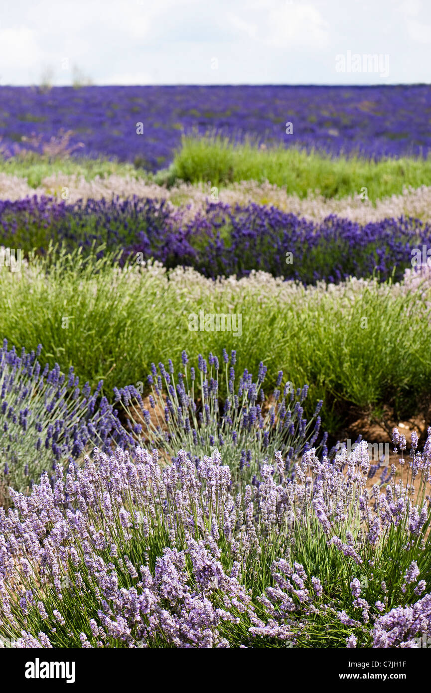 Campo di miste di piante di Lavanda, Lavandula angustifolia', a Snowshill Fattoria di Lavanda, Worcestershire, England, Regno Unito Foto Stock