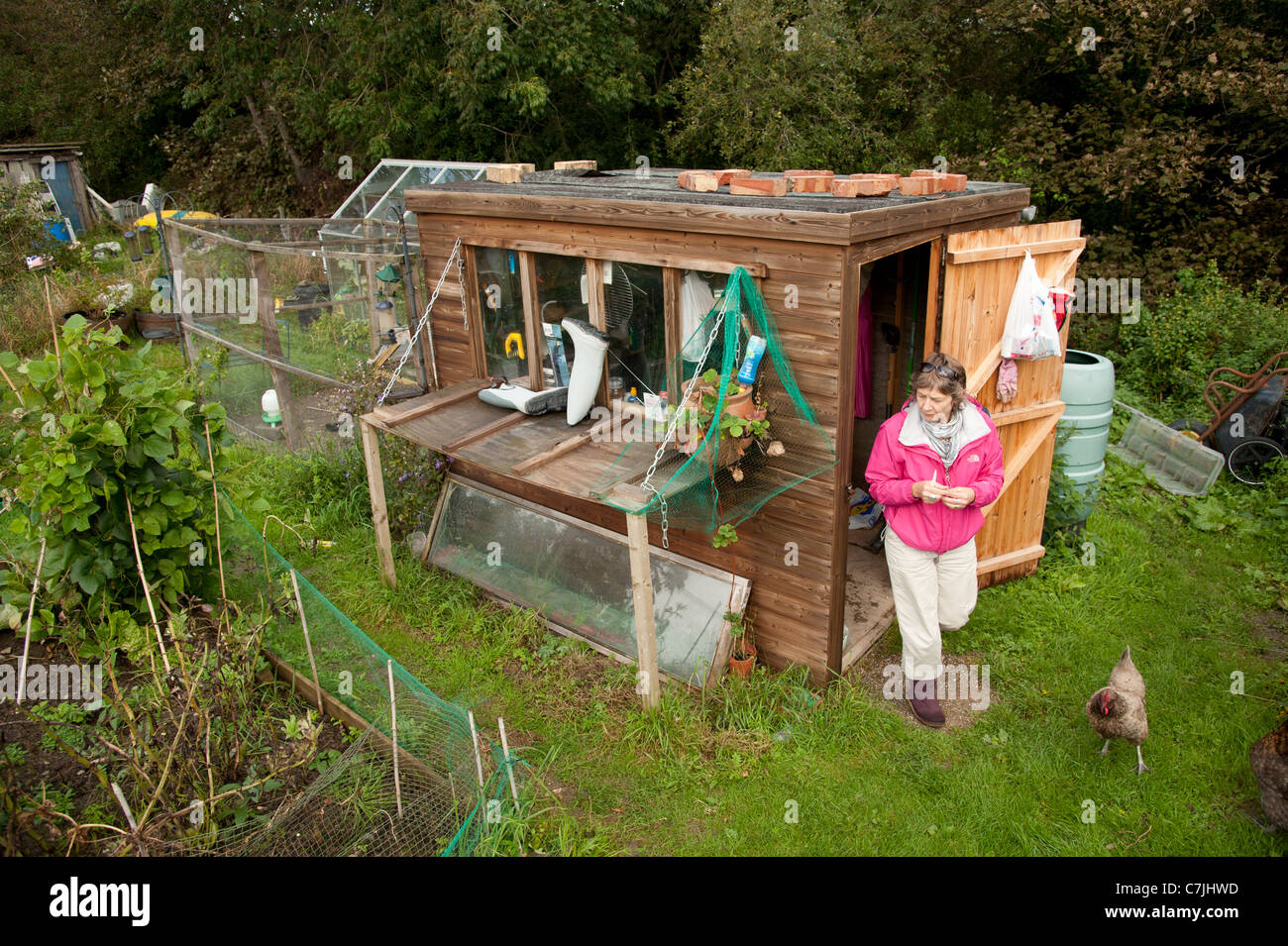 Una donna di mezza età sul suo riparto giardino Aberystwyth Wales UK Foto Stock