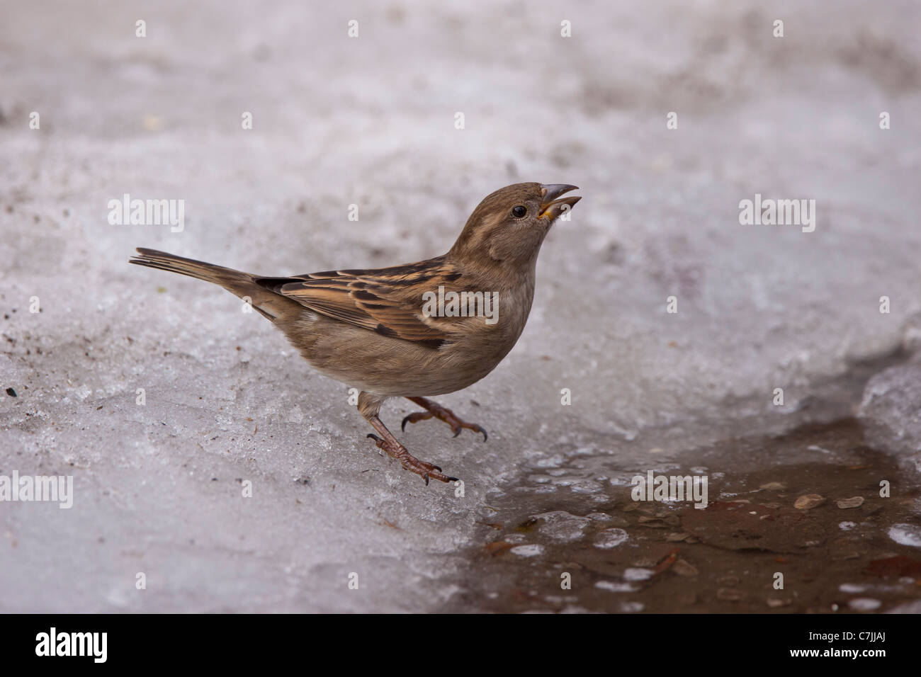 Passer domesticus SINGVöGEL aussen draussen ein einer einzel eis haussperling femmina haussperlinge ice natur pfütze schnee singv Foto Stock