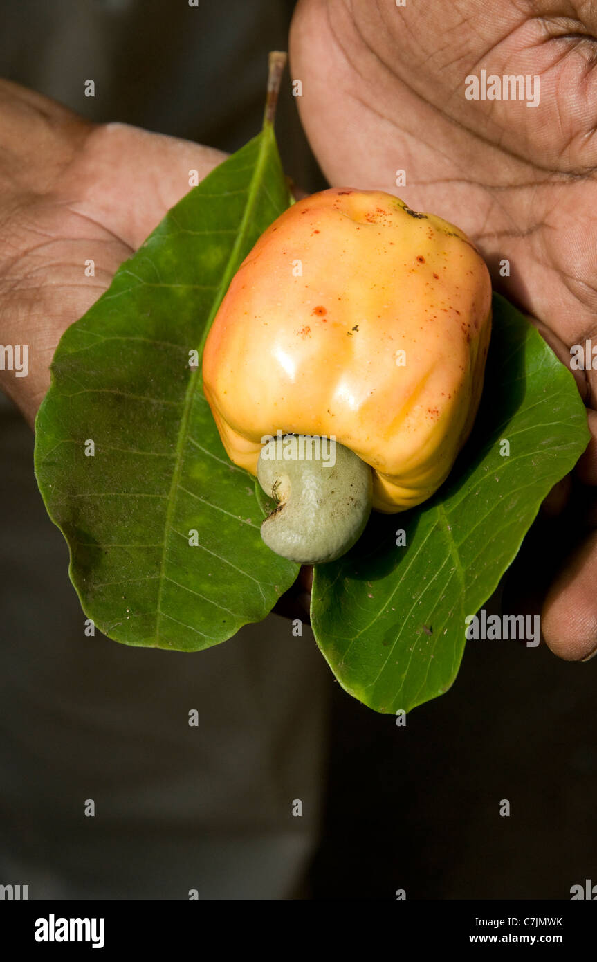 Uomo con le mani in mano la visualizzazione su una foglia un anacardi attaccata alla sua anacardi apple al Marari Beach, Mararikulam, Kerala, India Foto Stock