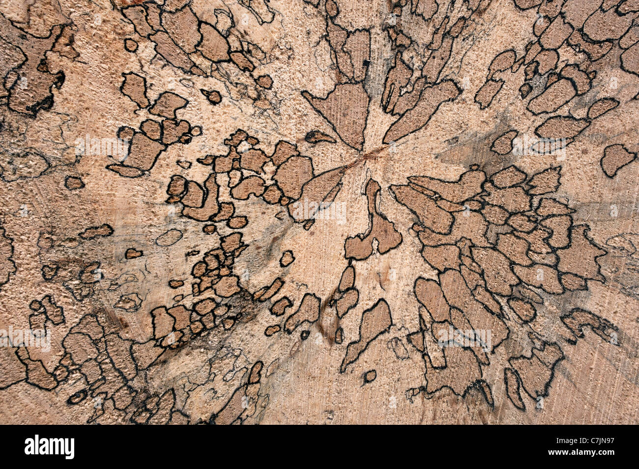 Faggio Spalted che mostra le vie di funghi che crescono in legno Foto Stock