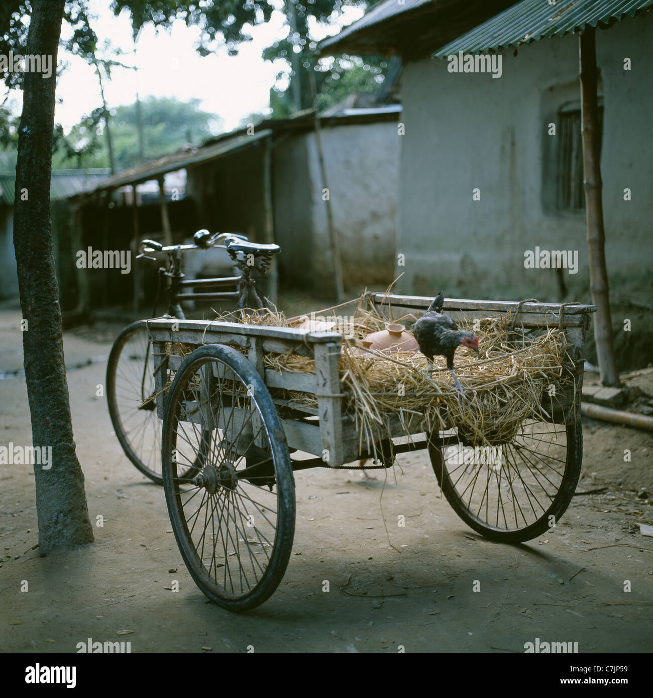 Equitazione di pollo sul retro di rickshaw Foto Stock