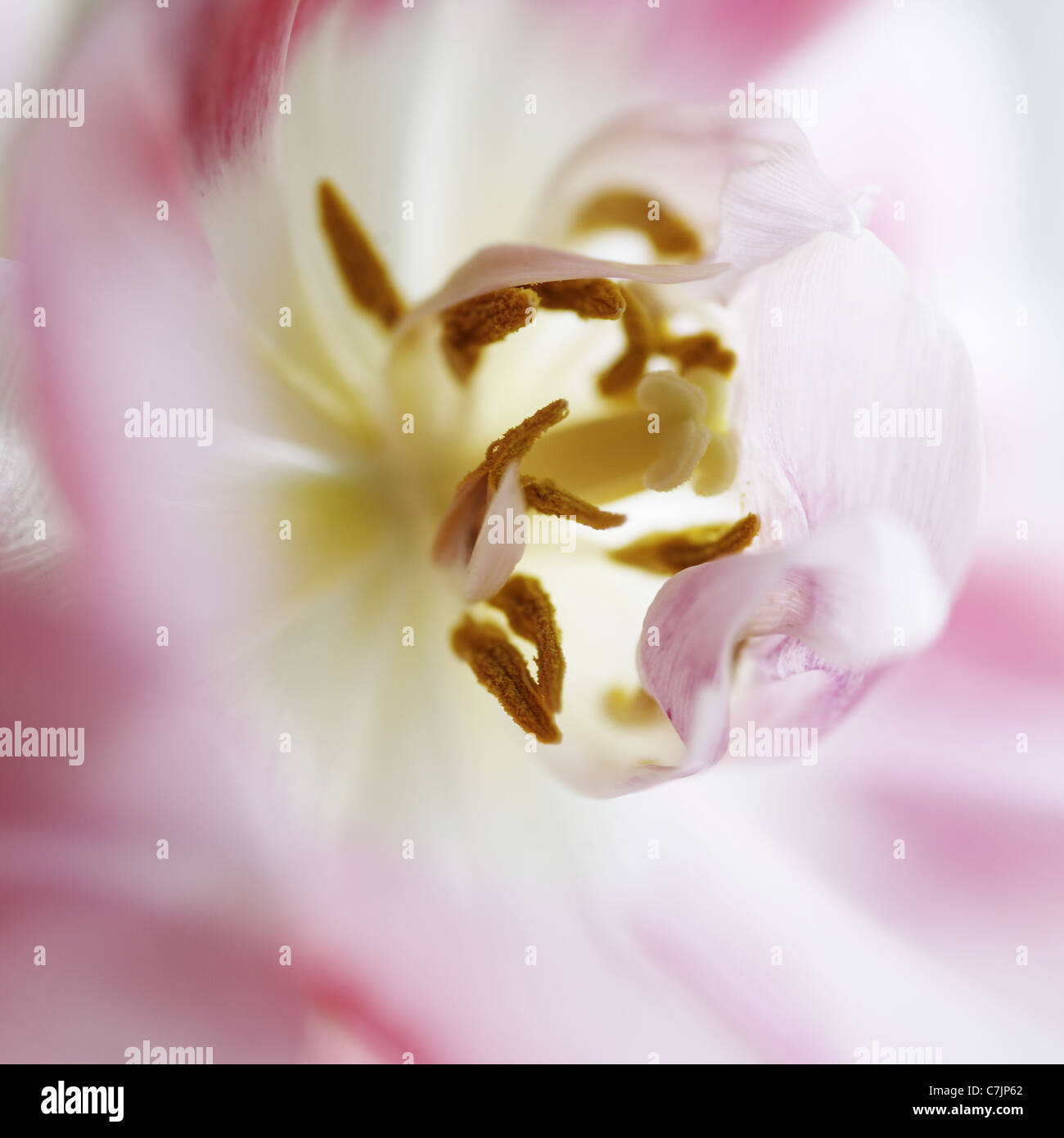 Close up di polline in fiore Foto Stock