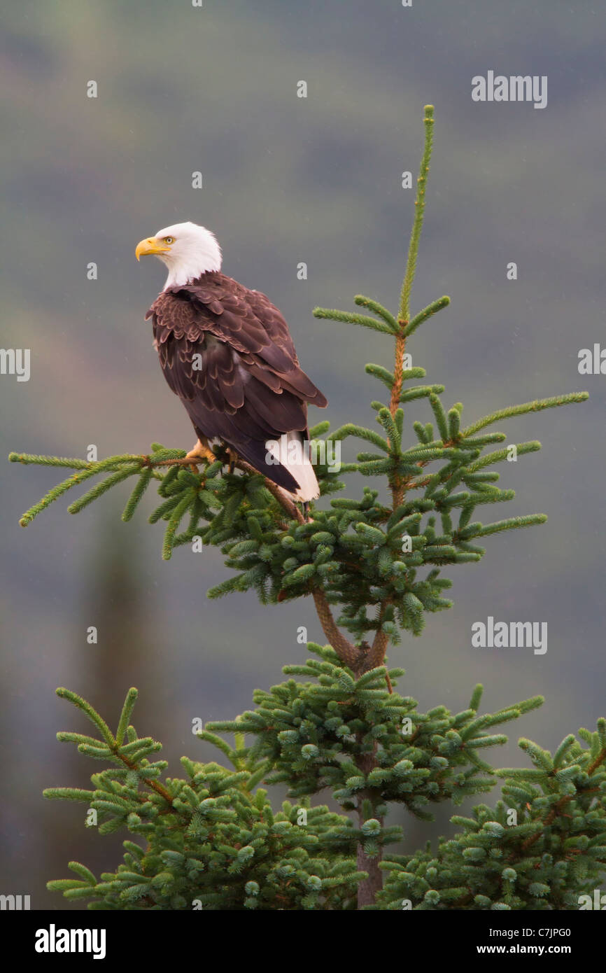 Aquila Calva, il Parco Nazionale del Lago Clark, Alaska. Foto Stock