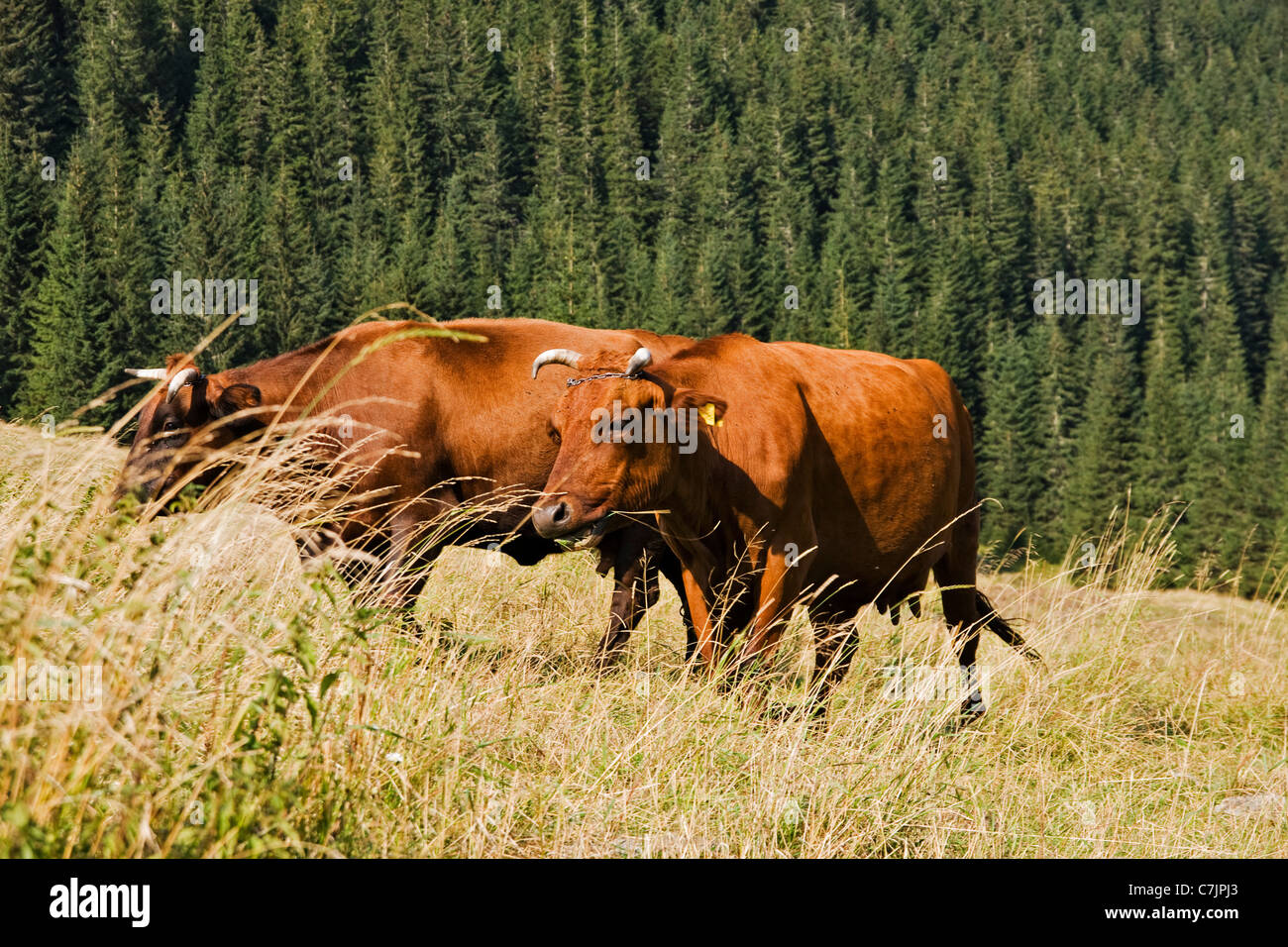 Mucca sul prato di montagna Foto Stock