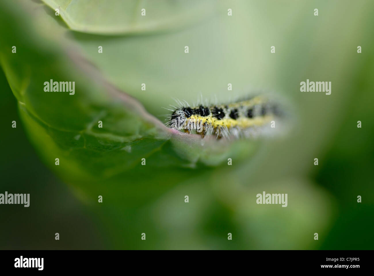 Giallo e nero caterpillar pelose a mangiare una foglia di cavolo. Breve DOF focus on caterpillar. Foto Stock