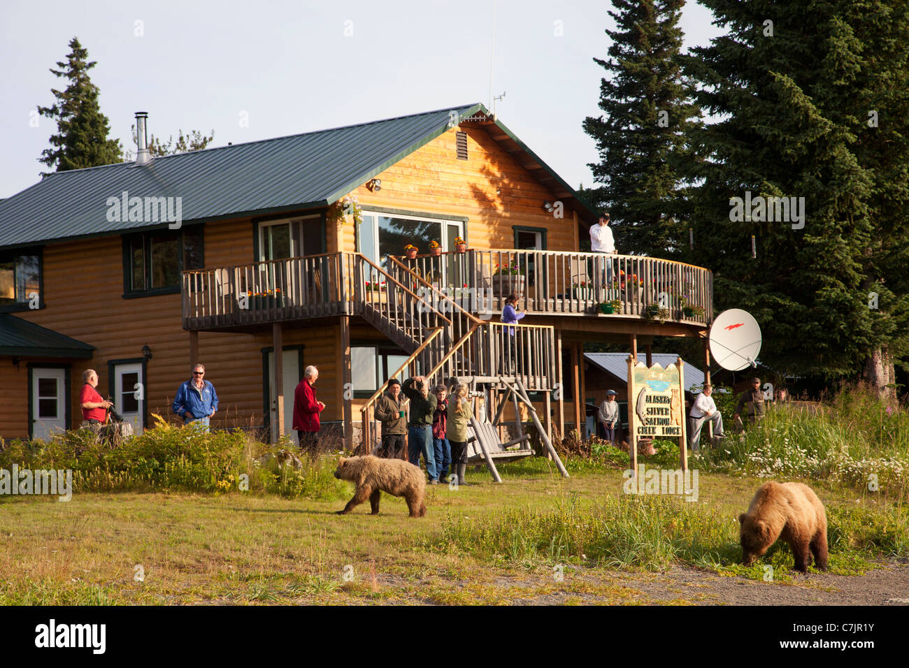 Marrone / Orso grizzly al Salmone Argento Creek Lodge, il Parco Nazionale del Lago Clark, Alaska. Foto Stock