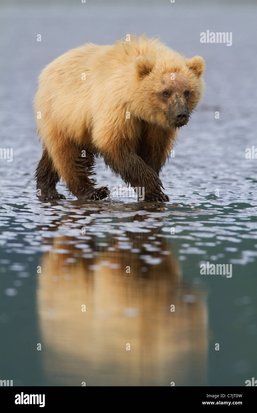 Marrone / Orso grizzly scavo per le vongole, il Parco Nazionale del Lago Clark, Alaska. Foto Stock