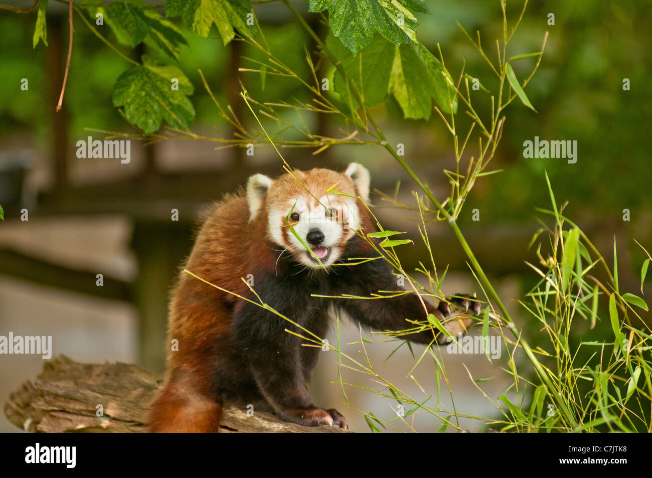 Panda rosso di mangiare il bambù in una struttura ad albero Foto Stock