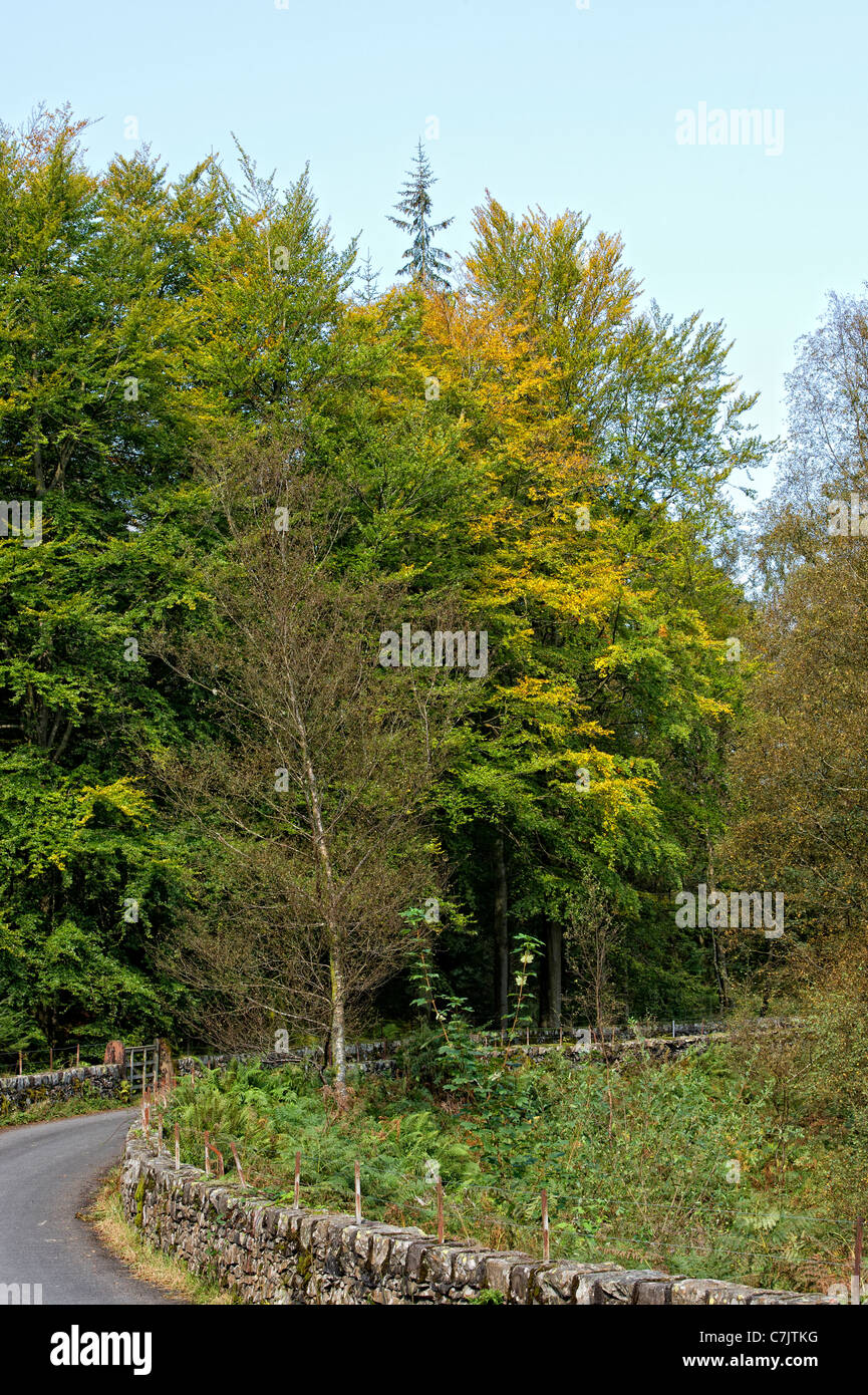 Una strada alberata in corrispondenza del bordo di Thirlmere nel distretto del lago, Cumbria, Inghilterra Foto Stock