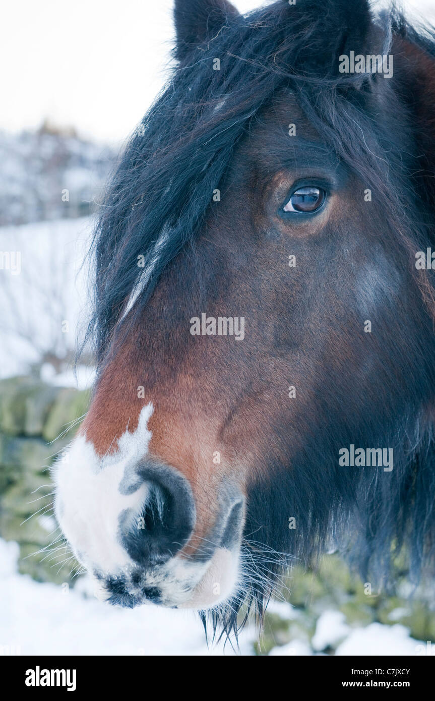 Primo piano della testa del cavallo (faccia, lunga criniera che copre 1 occhio, naso, narice, museruola, guardando la macchina fotografica) durante la giornata invernale nevosa - West Yorkshire, Inghilterra, Regno Unito. Foto Stock