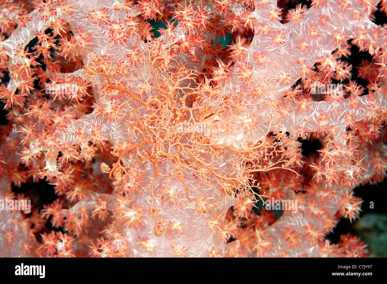 Ludwig il paniere di stelle, Astrocladus ludwigi su una rosa corallo morbido. Questo animale è notturno Foto Stock