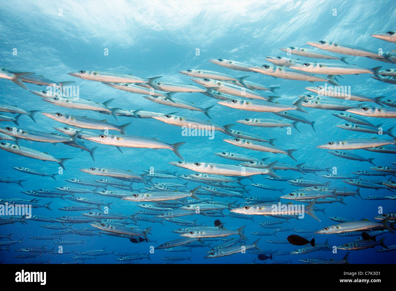 Scuola di barracuda nuotare nell'oceano Foto Stock