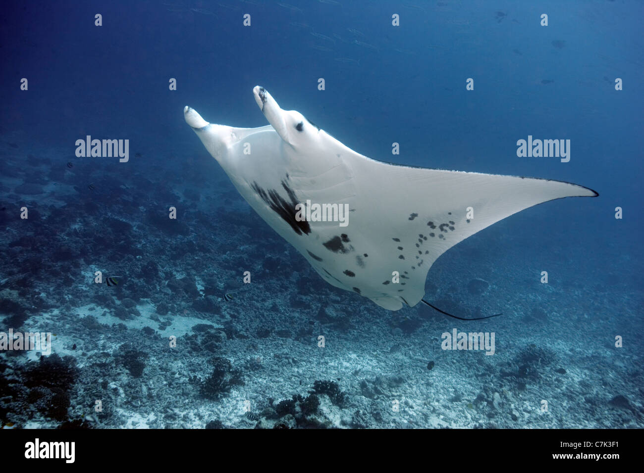 Giant manta ray nuoto in corallo Foto Stock